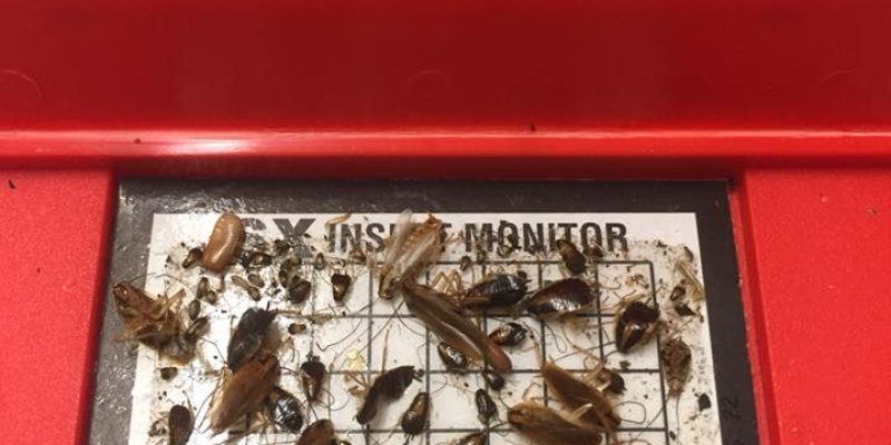 St Georges Pest Control