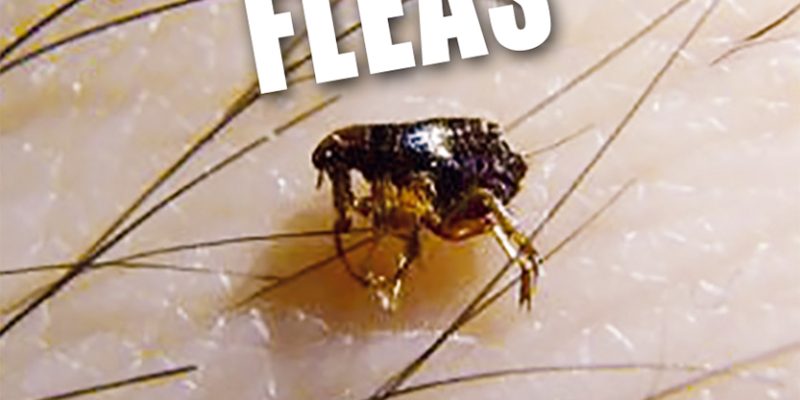 Tracker Pest Control Ltd