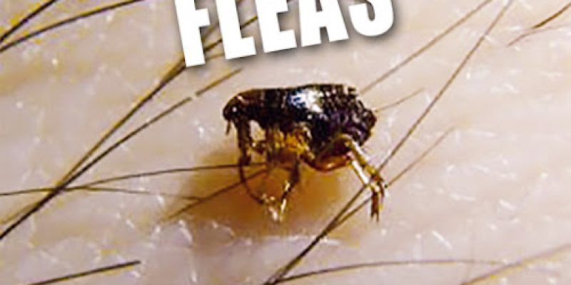 Tracker Pest Control Ltd