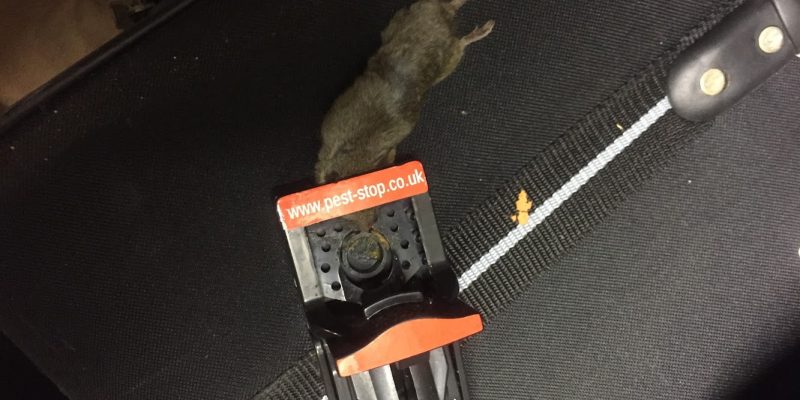 Day 2 Day Pest Control