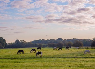 Hopefield Animal Sanctuary & Visitor Centre