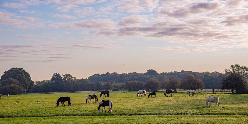 Hopefield Animal Sanctuary & Visitor Centre