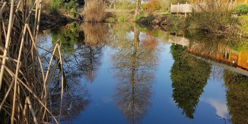 Beth Chatto’s Plants & Gardens