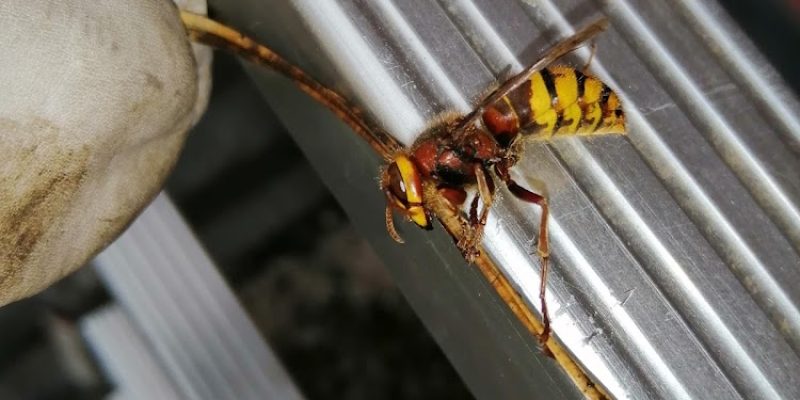 THE EXTERMINATOR PEST CONTROL