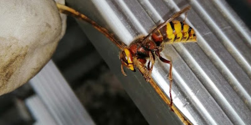 THE EXTERMINATOR PEST CONTROL