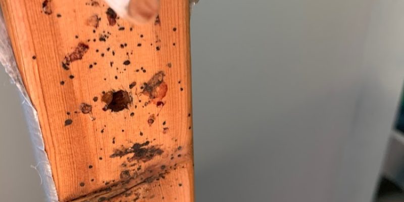 Ben’s Bugs Pest Control