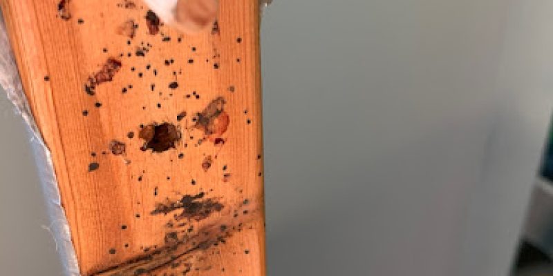 Ben’s Bugs Pest Control