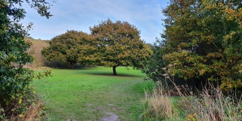 Wivenhoe Woods Colne Local Nature Reserve