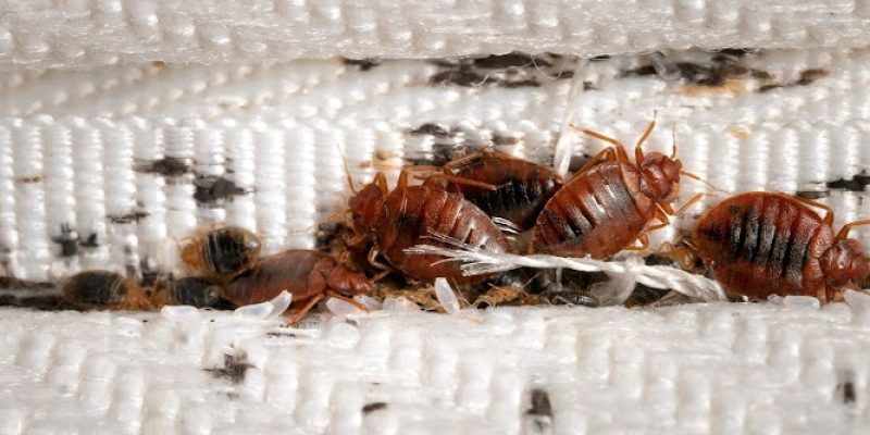 Pest UK Islington