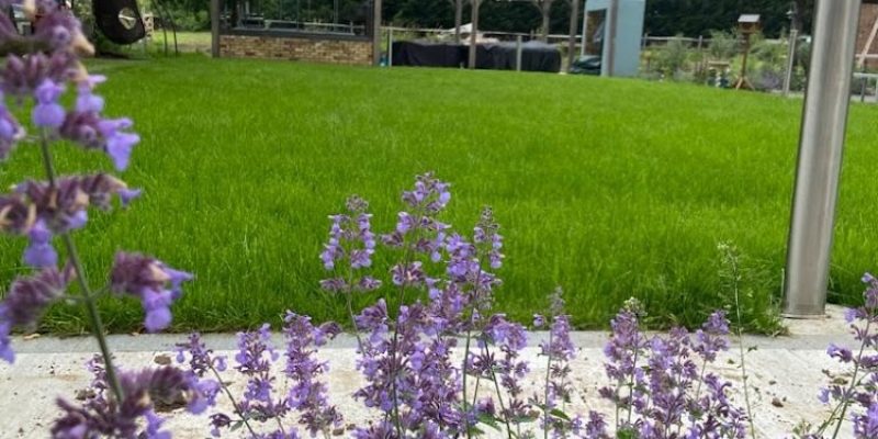 Limelight Horticulture
