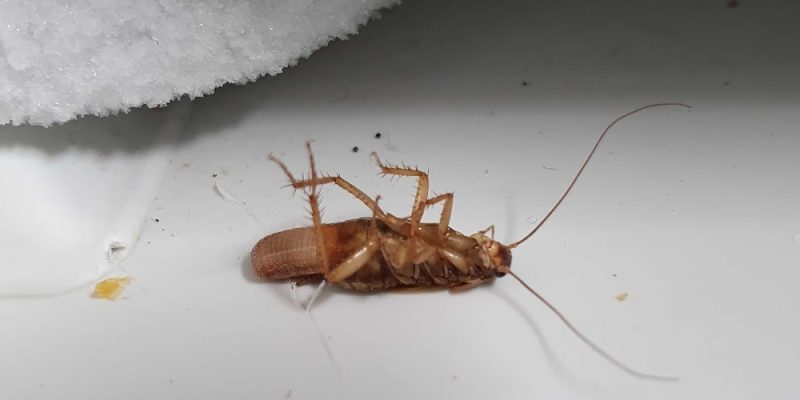 EPB Pest Control Essex